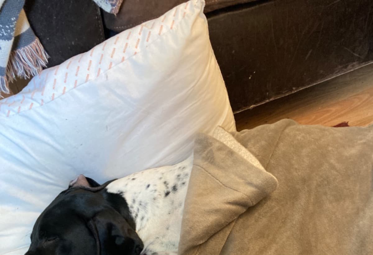 FundForOurDogSitkaWhoHasABro