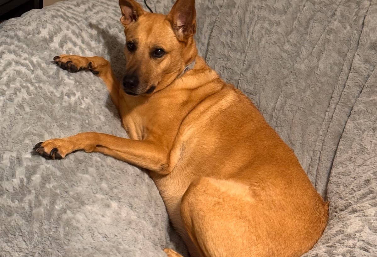 SurgeryForMyBelovedDog