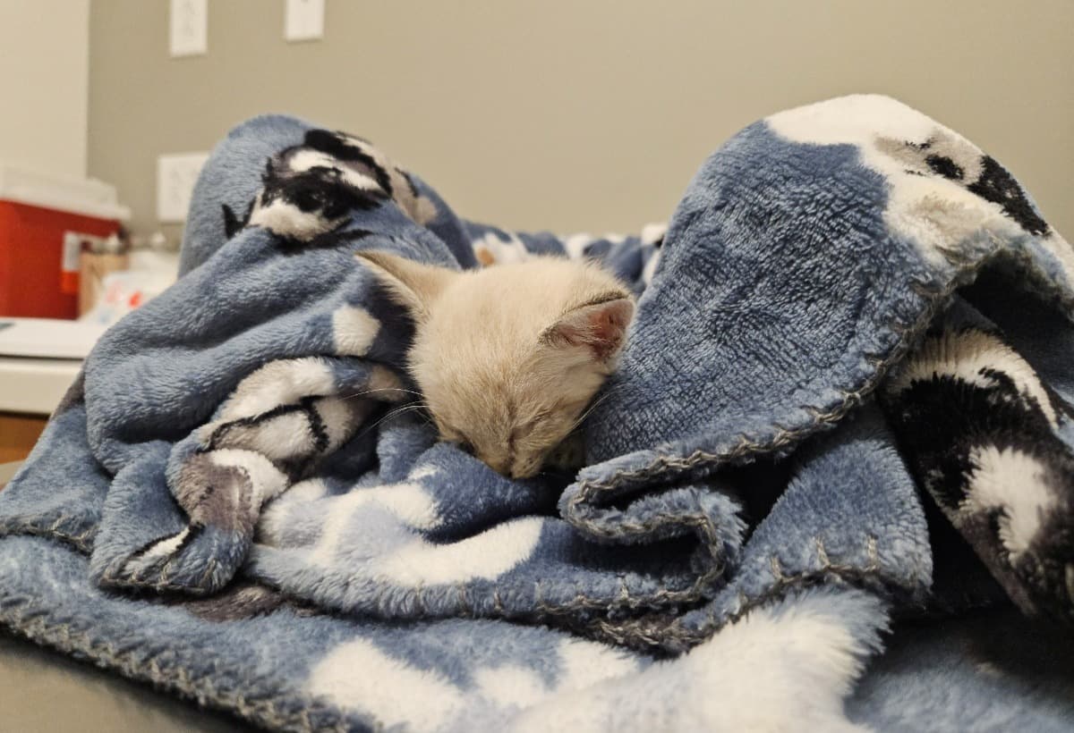 TreatmentForStrayKitty