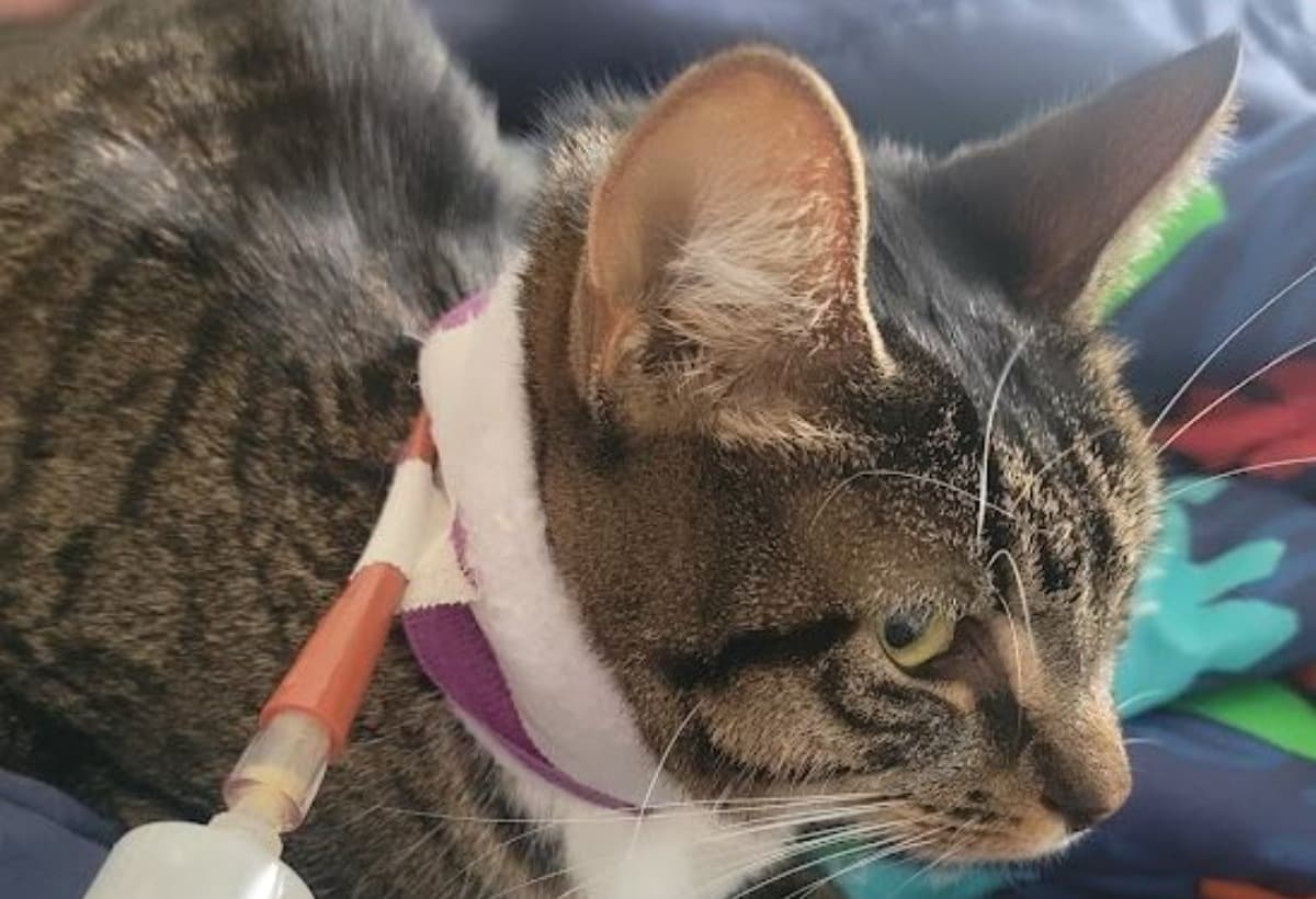 SickEmotionalCareCat