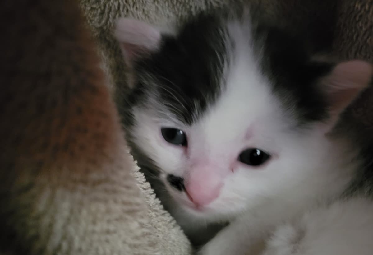 AmysKittyInHomeRescue