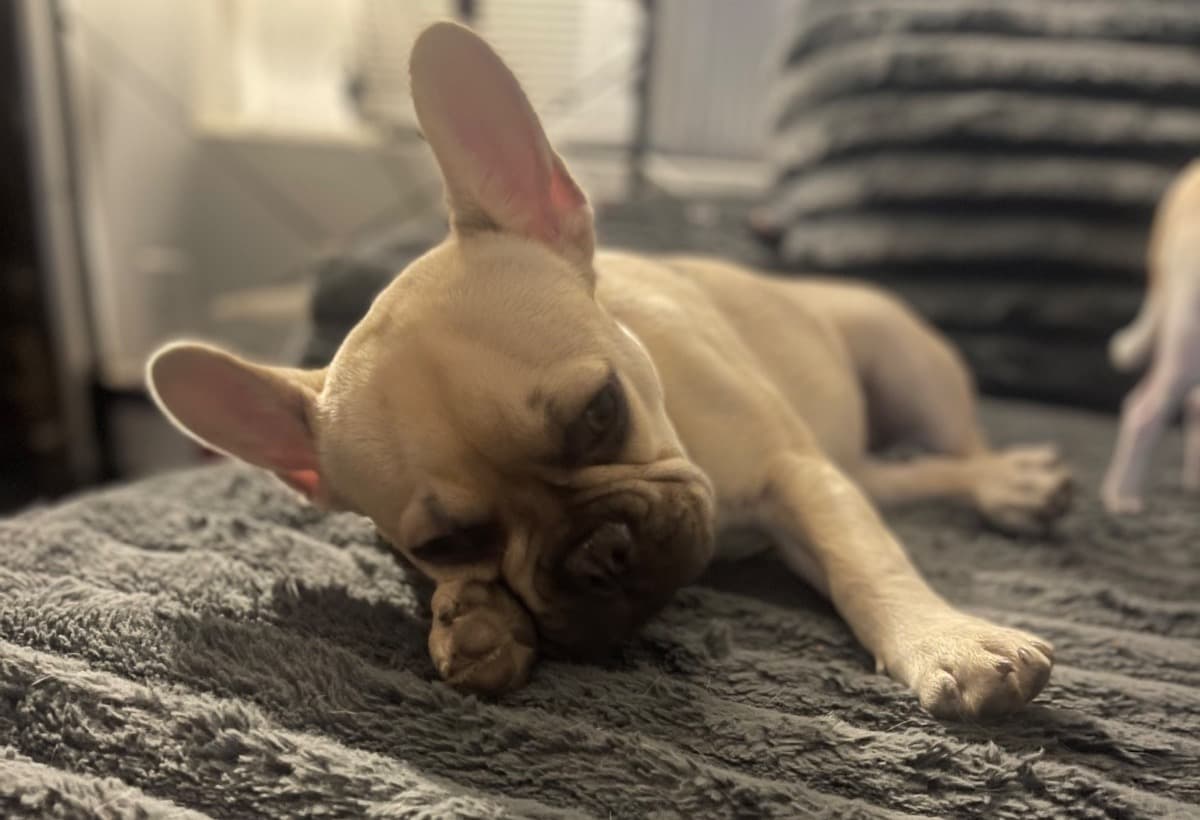 OlivesRoroadToRecovery