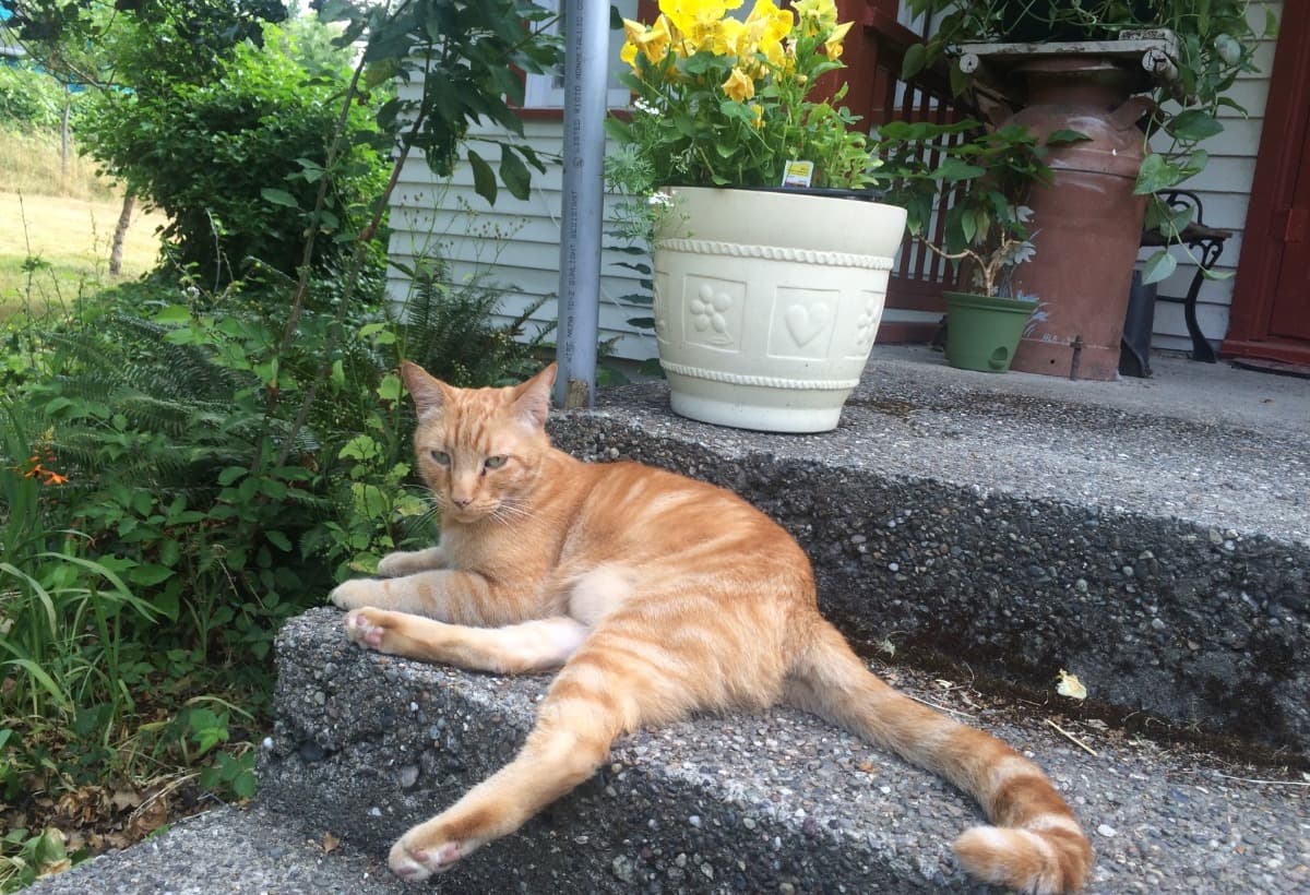 HelpAndreGetHisTeethFixed