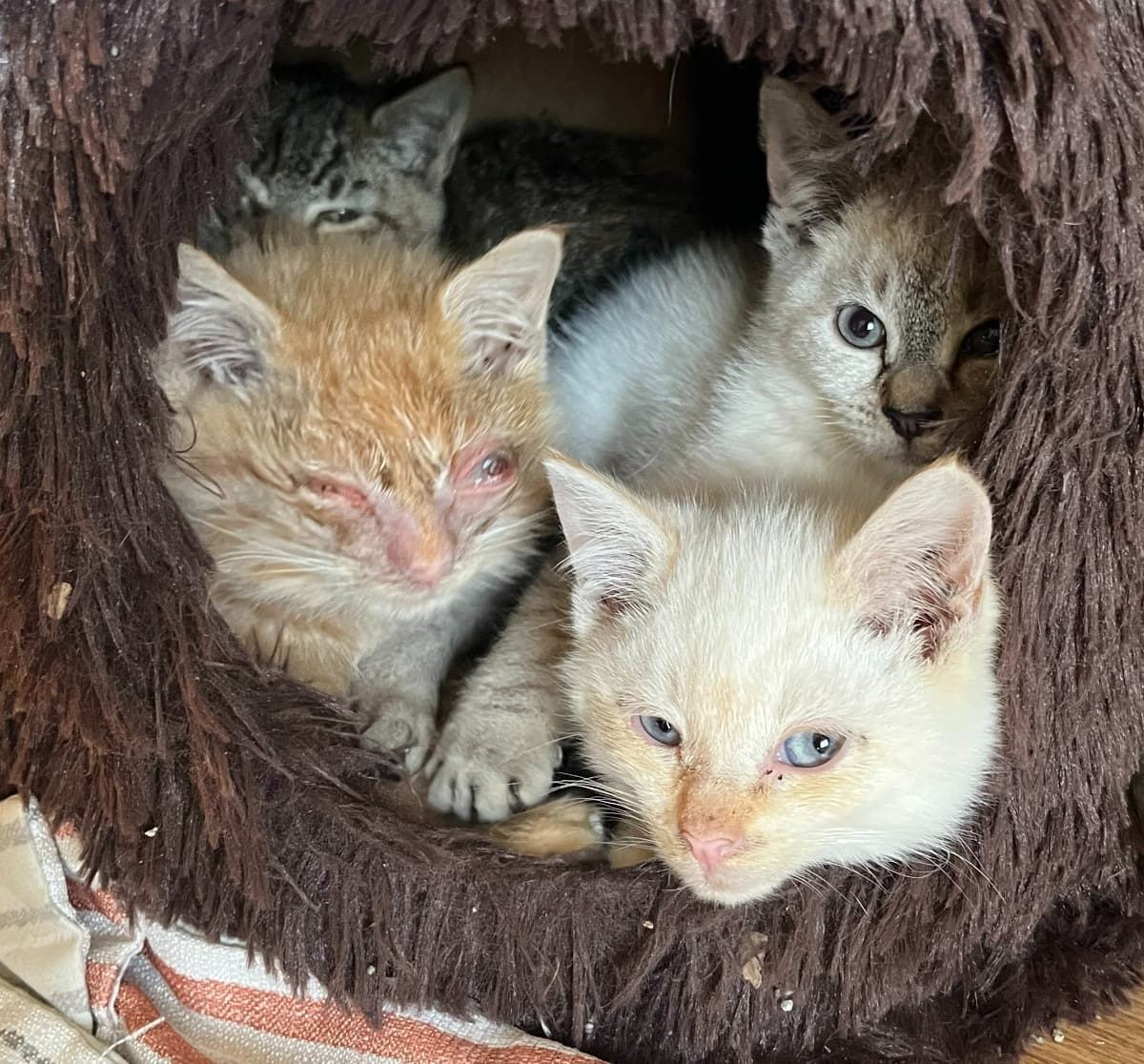 PleaseHelpSickFeralKittens