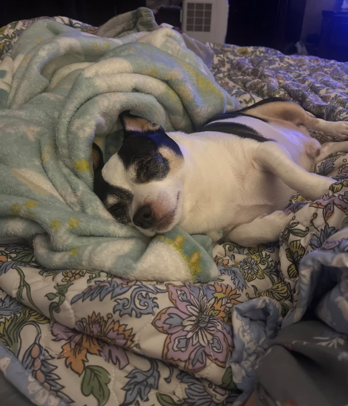 Help My Chihuahua Smile Pain-Free Again