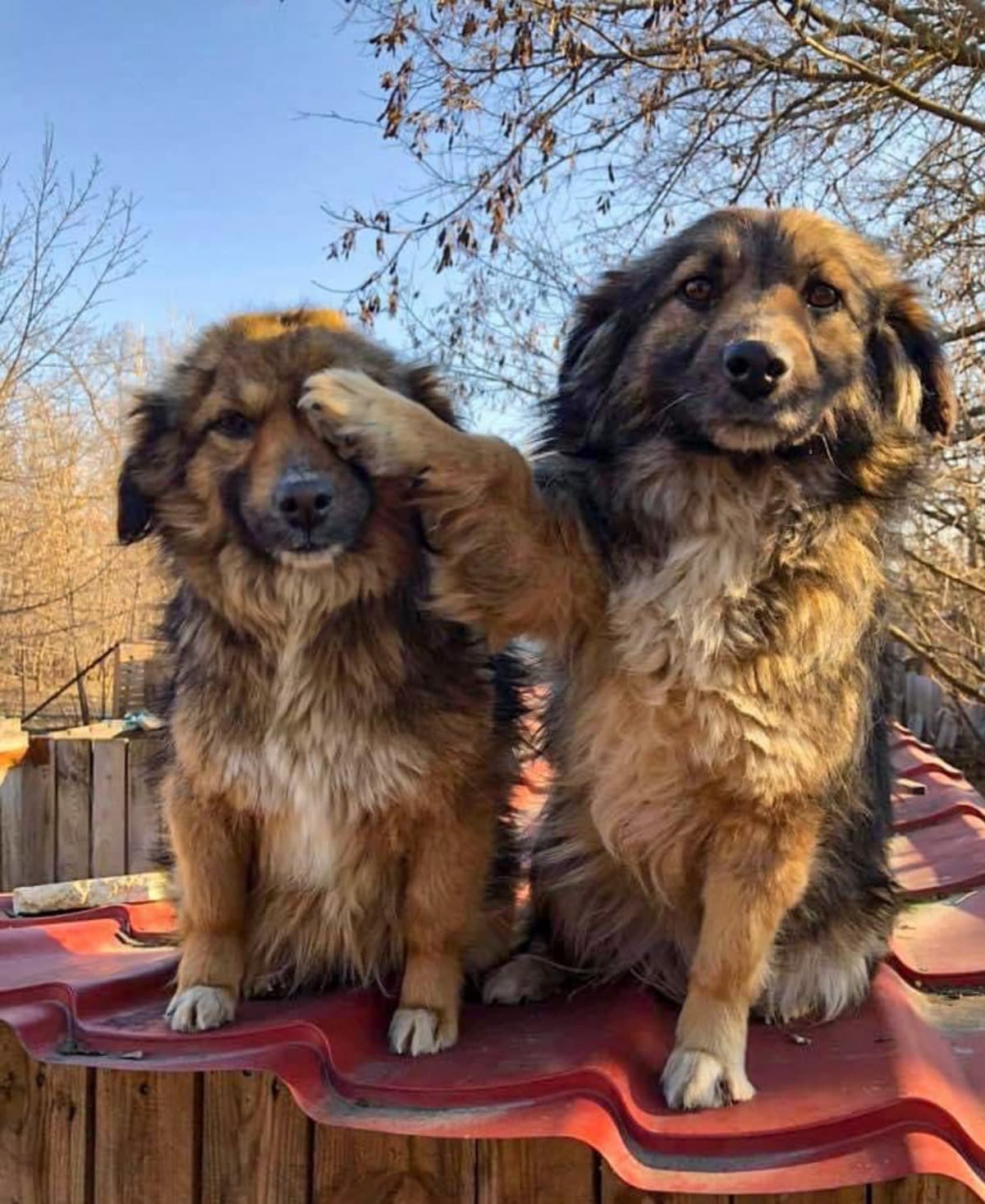 URGENTHelpForAnimalsOfUkraine