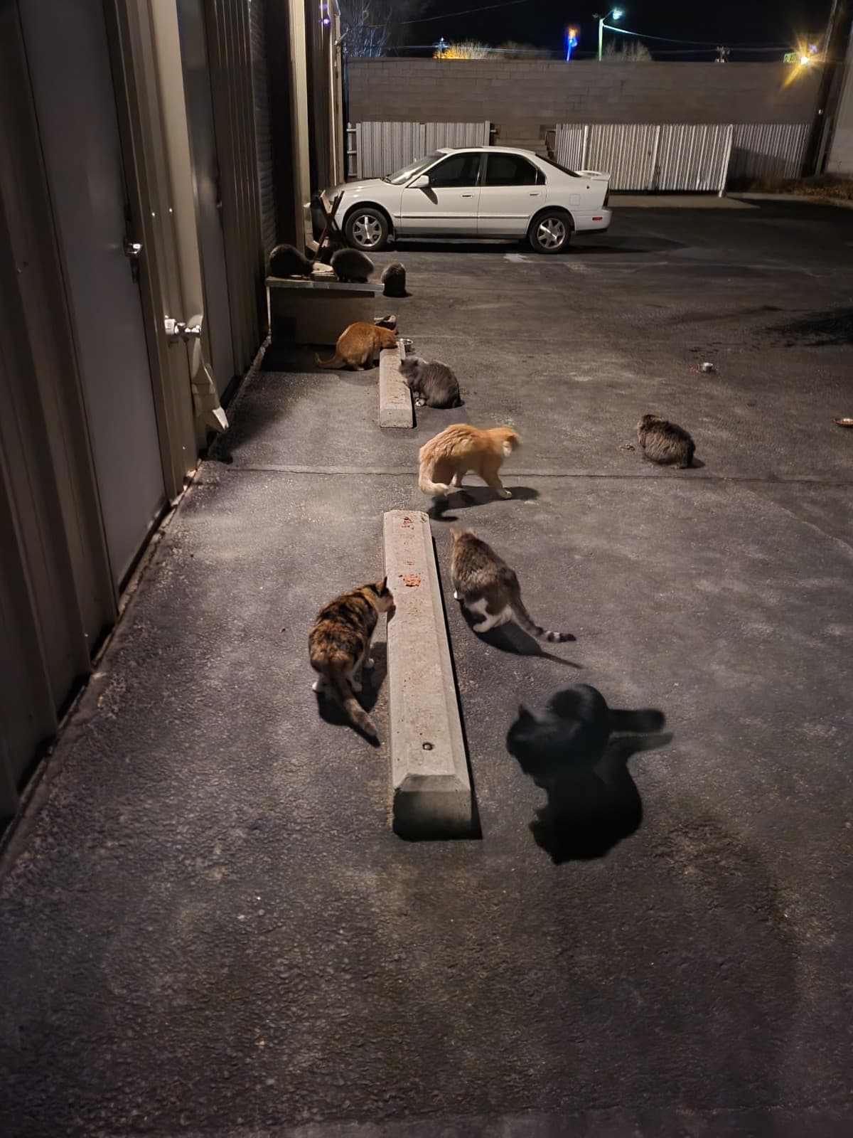 StrayCatFund