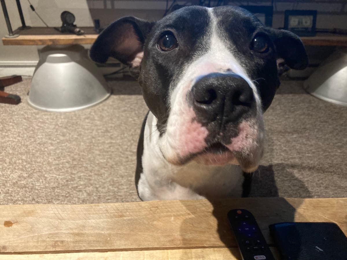 MooseThePitbullNeedsHelp