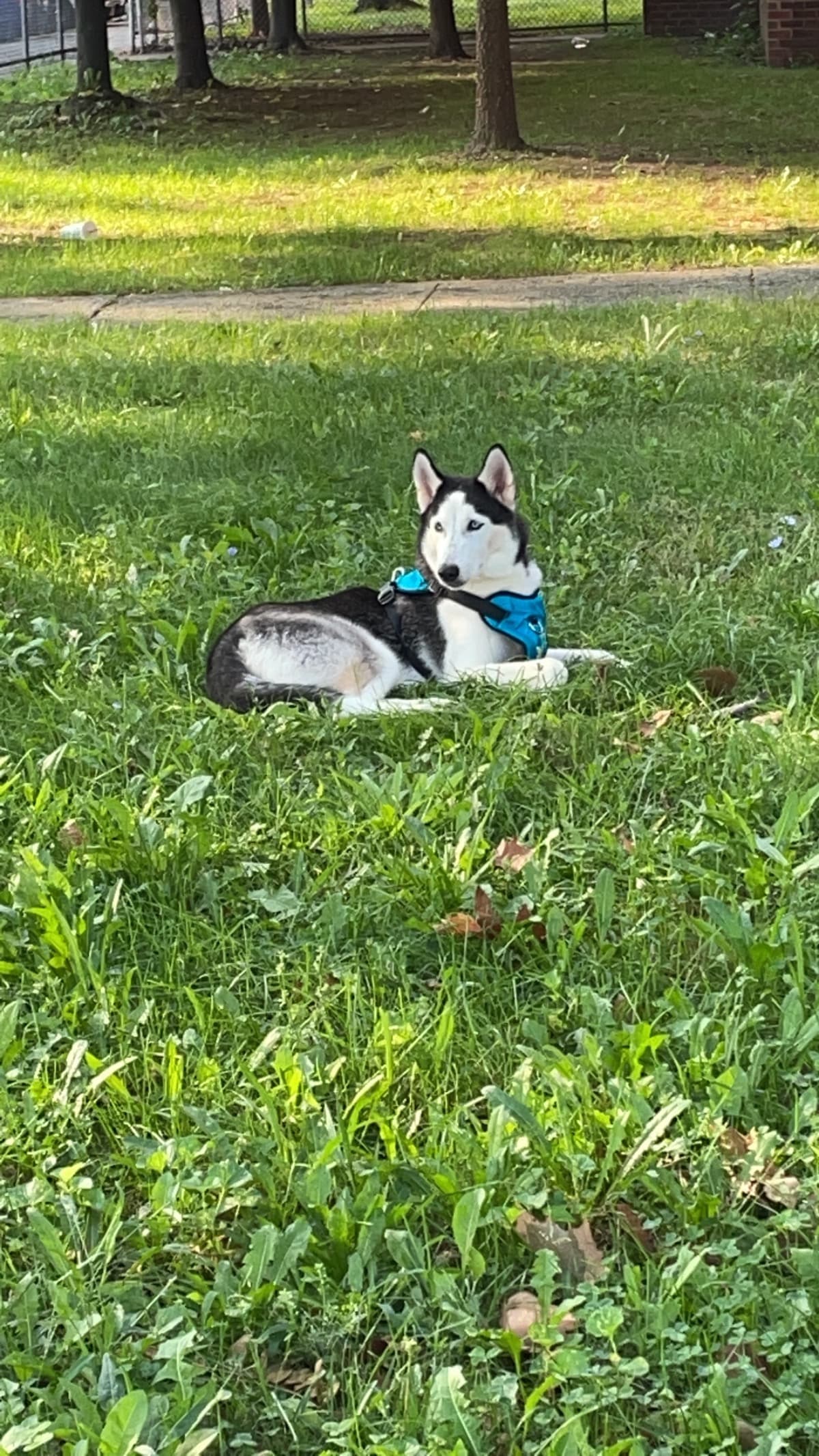HelpSaveMyPupsLife