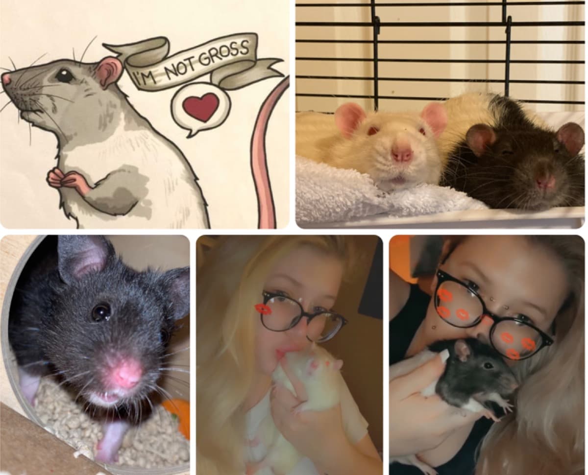 SaveMyPets