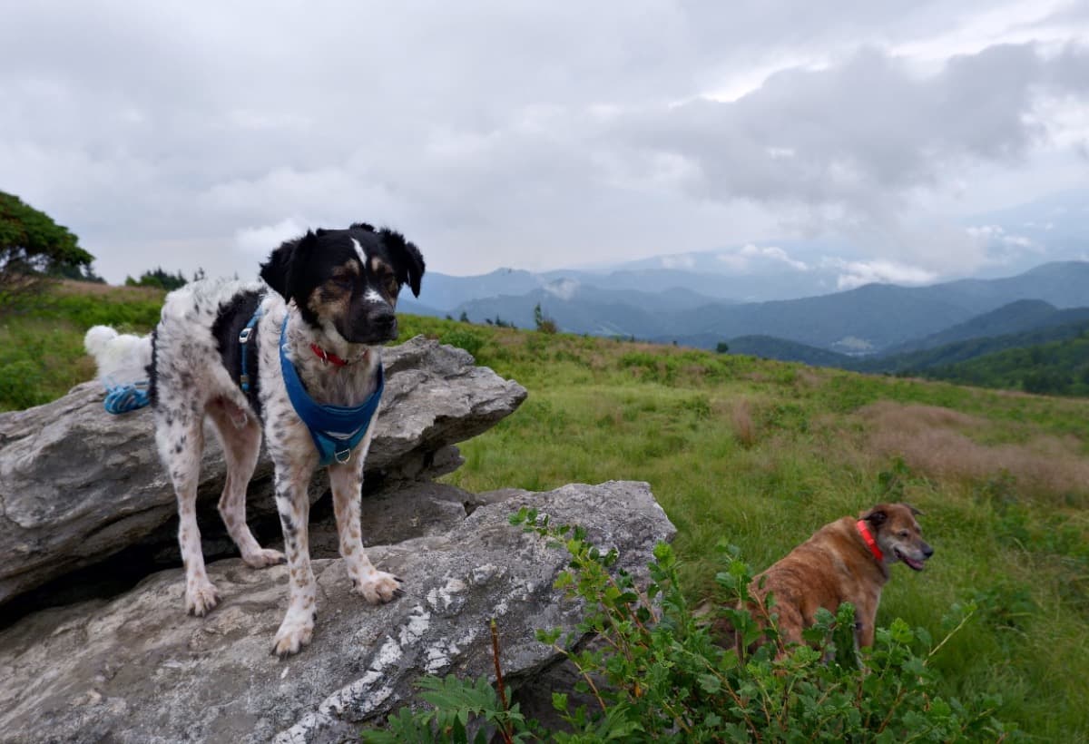 NewStartPostcardFundraiser