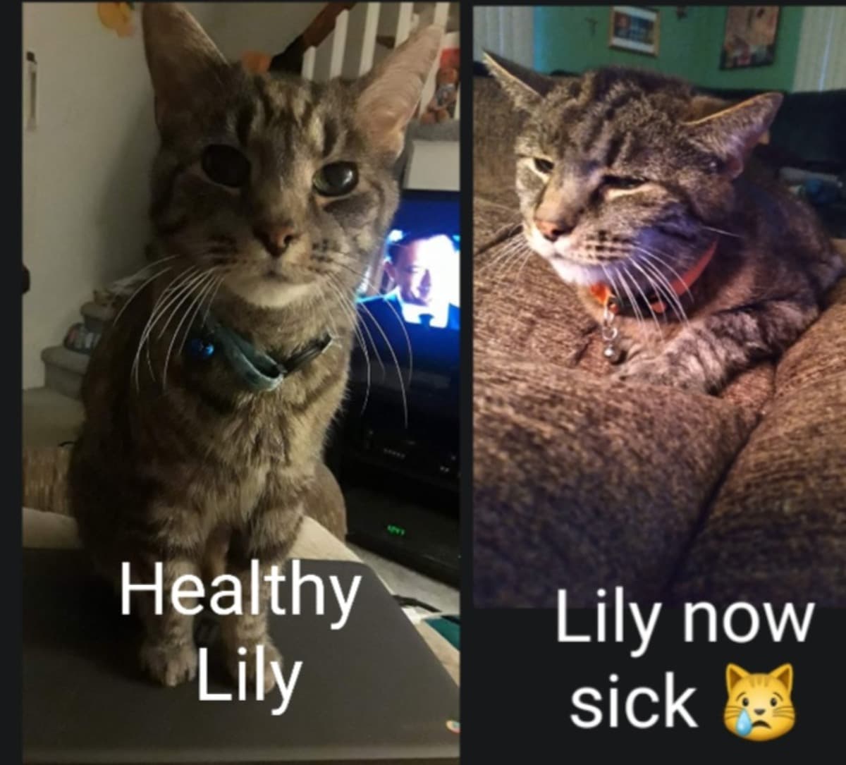 PleaseHelpUsAndLily