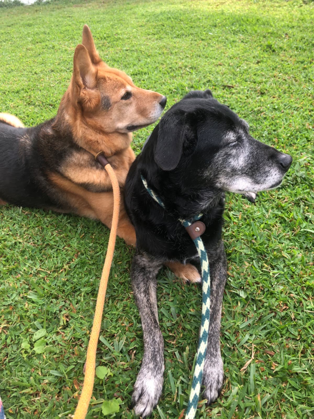 TheCanineCountryStartup