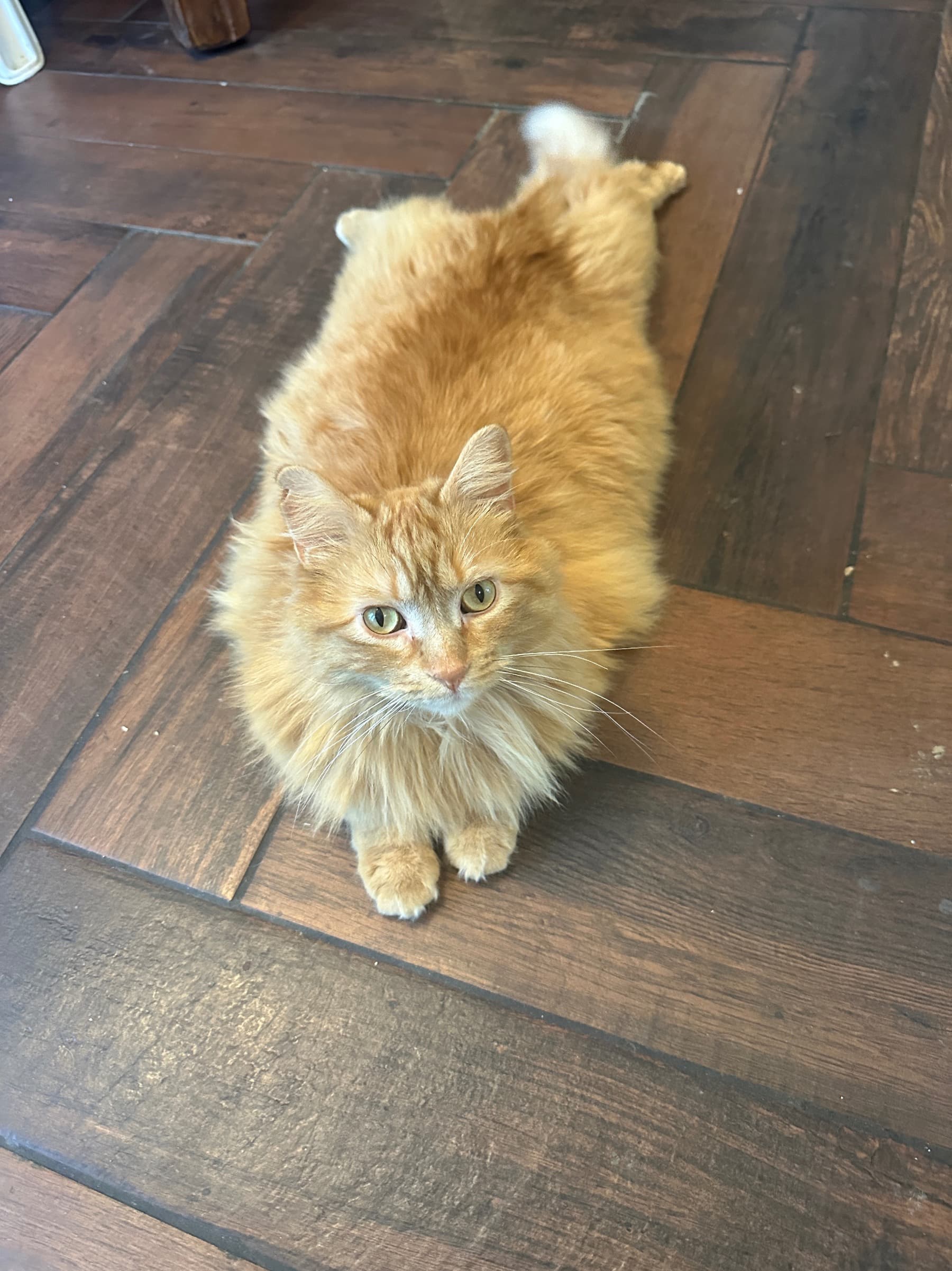 HelpOurCatrickGetSurgery