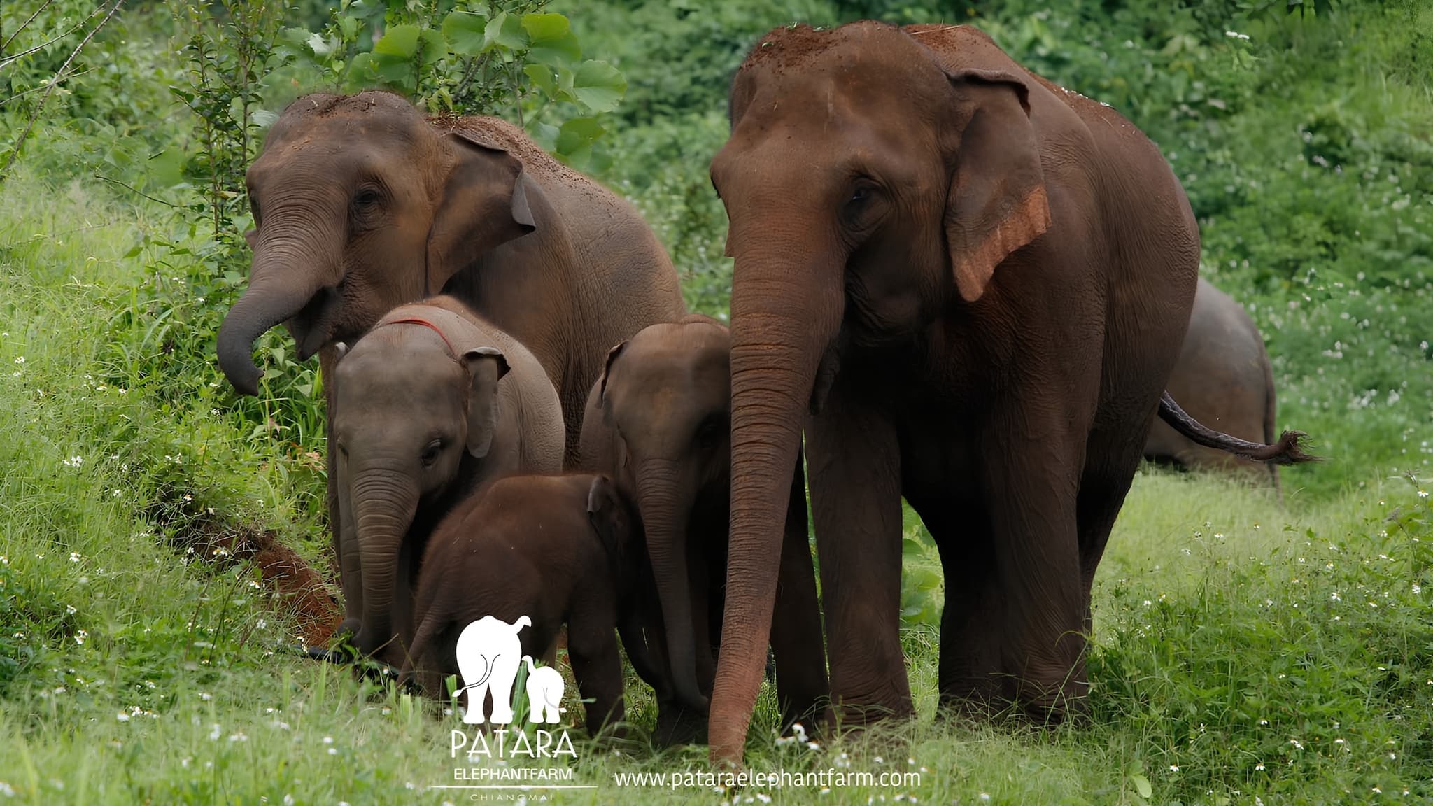 137 Pillars x Patara Elephant Farm