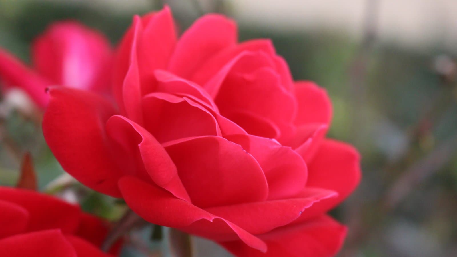 Go Red for Women