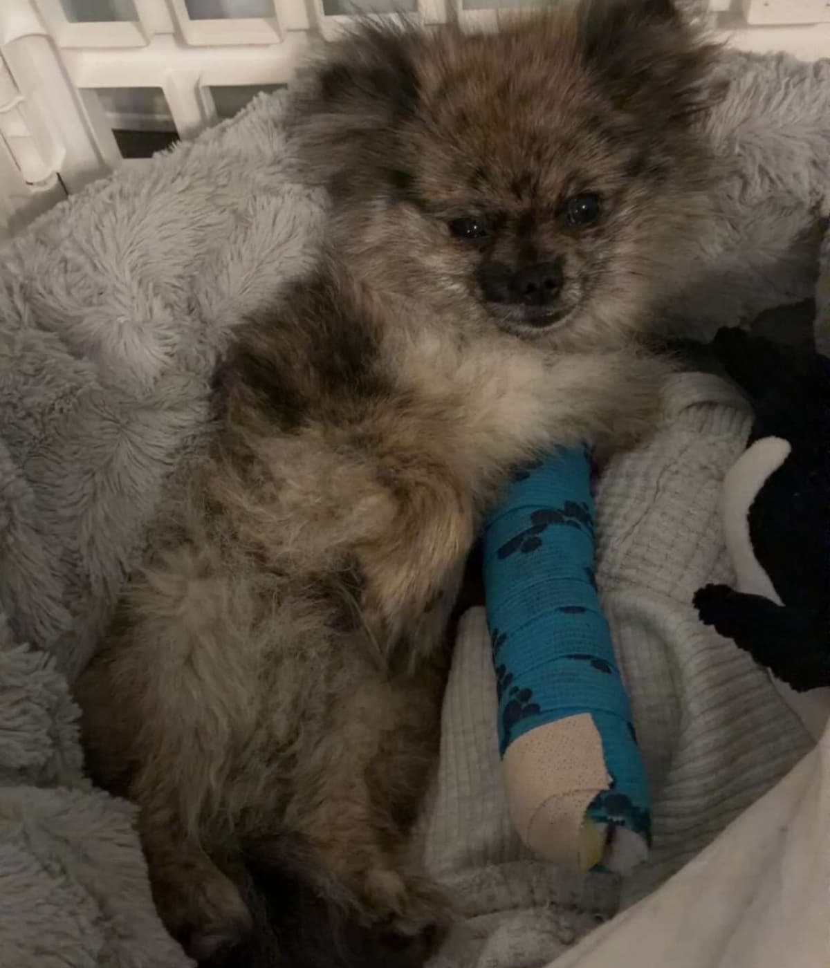 Help Prince Recover: Urgent Surgery Needed