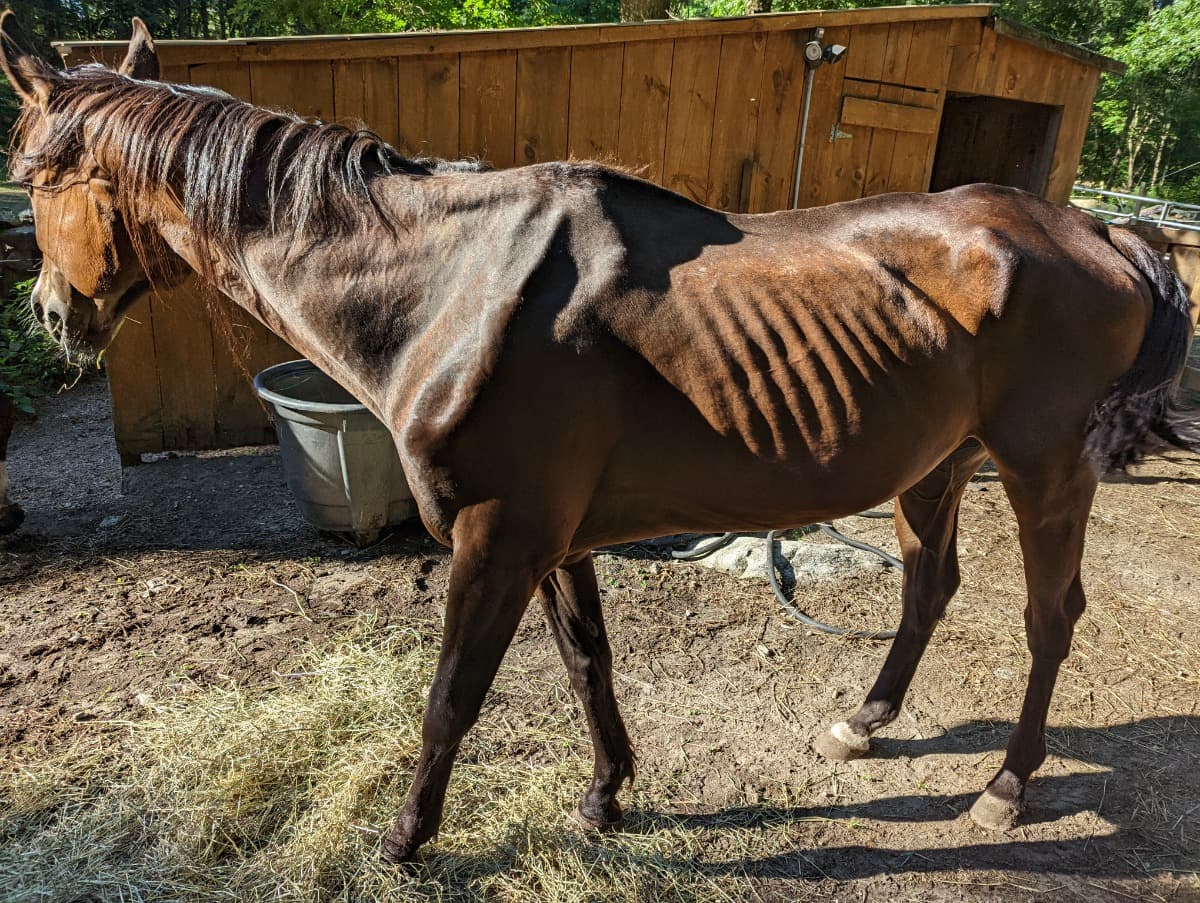 AnimalsInNeed