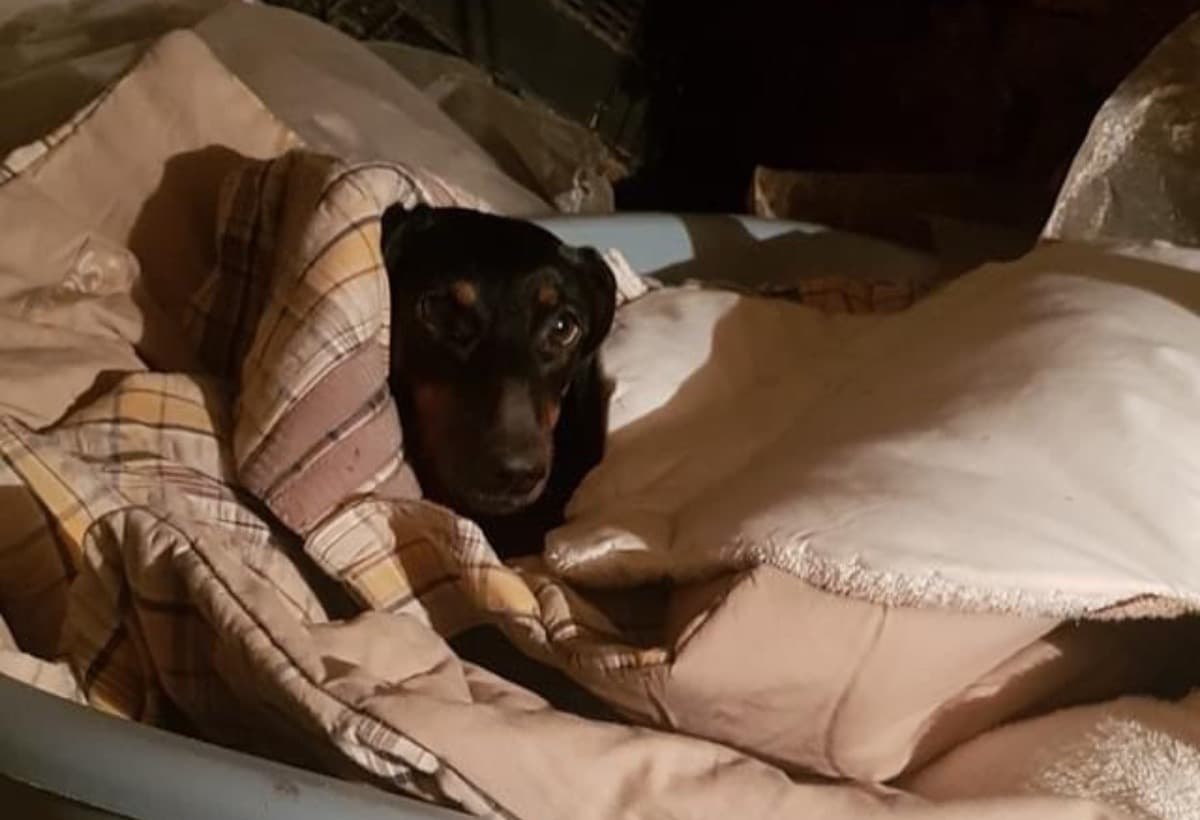 HelpNowToSaveDogsInUkraine