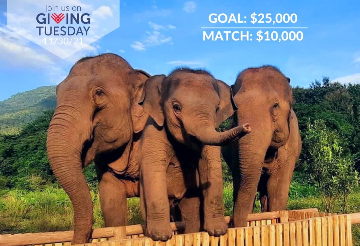 Trunks Up 4 Giving Tuesday