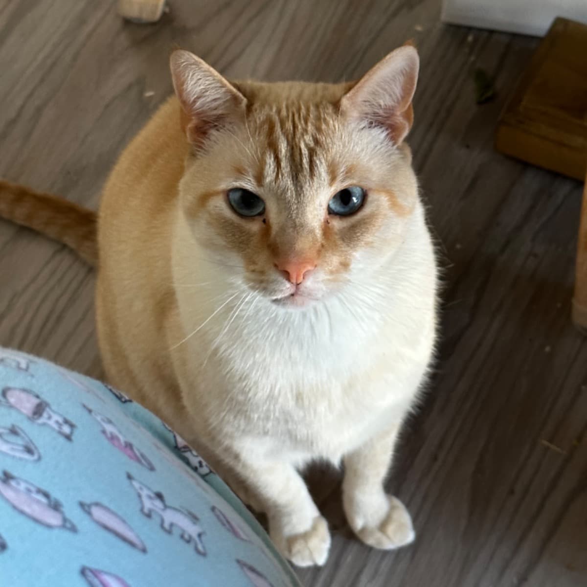 TimothyTheCatNeedsSurgery