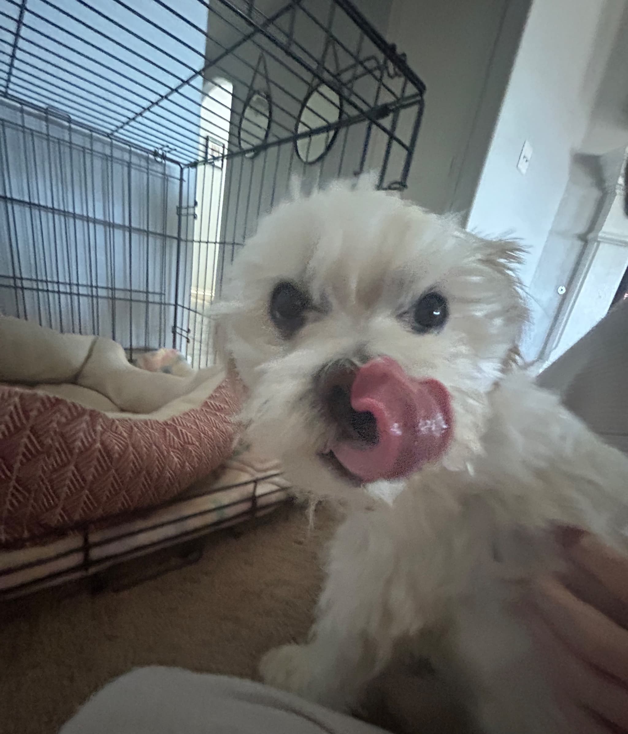 Help Me Save Tucker!