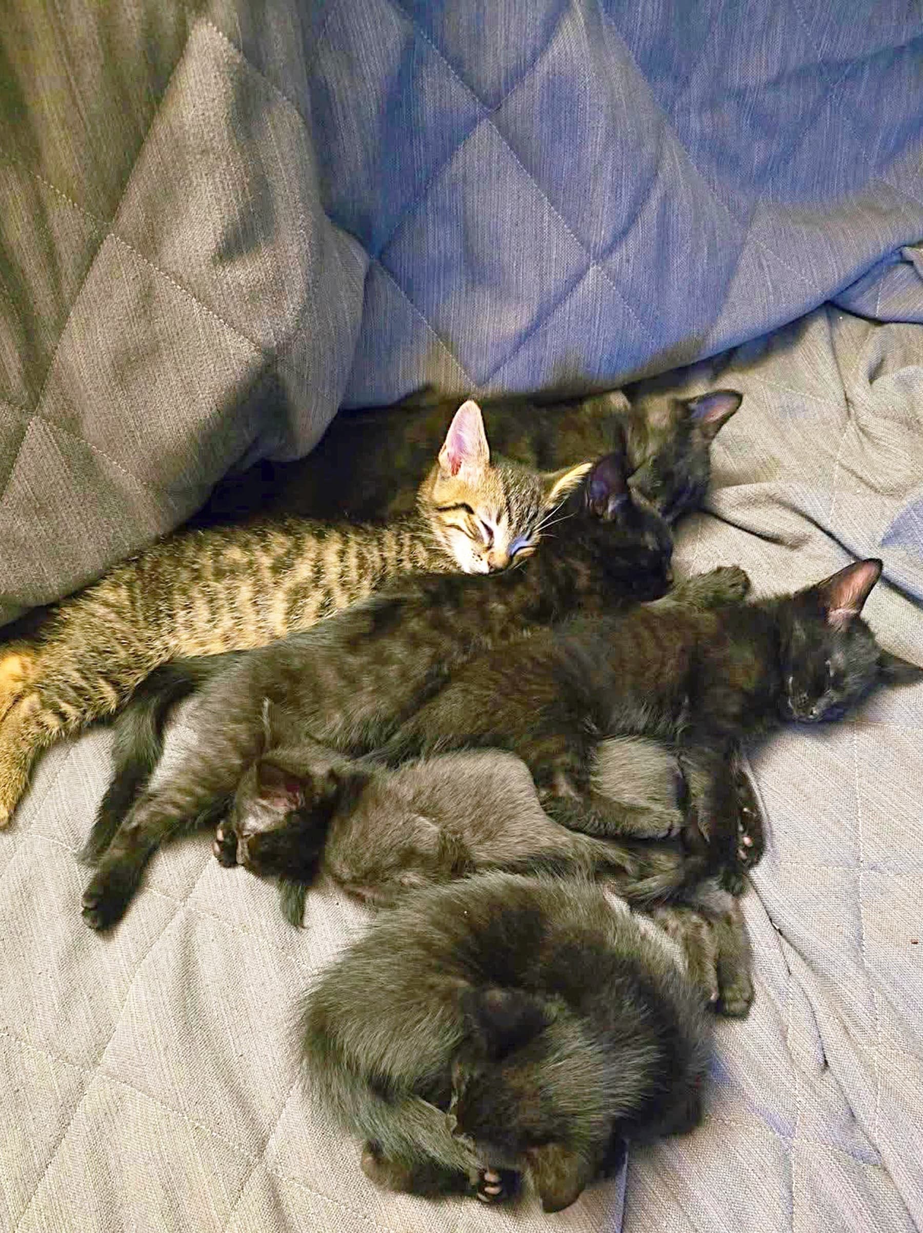 Help6KittensGetVetCare