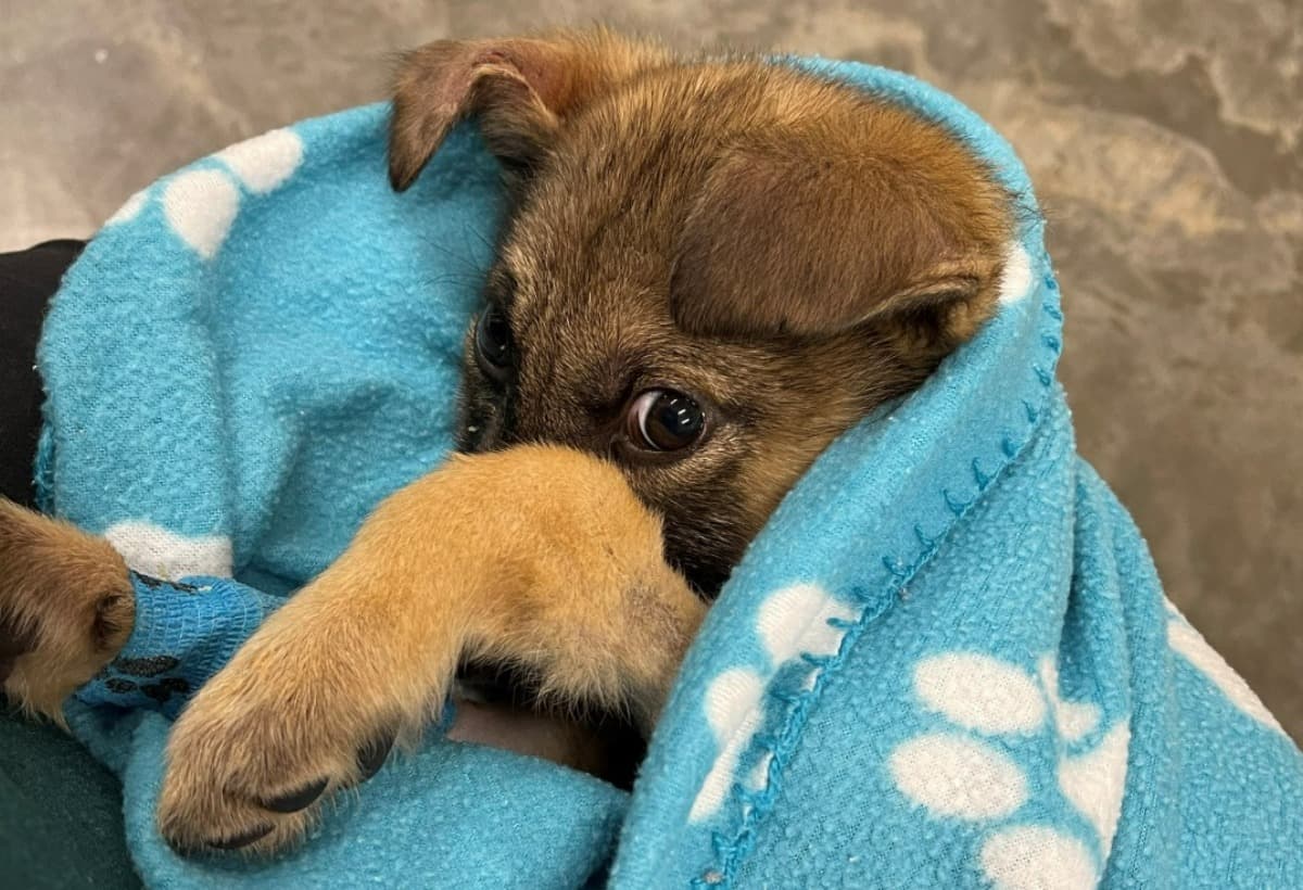 OneDollarToHelpSaveAParvoPup