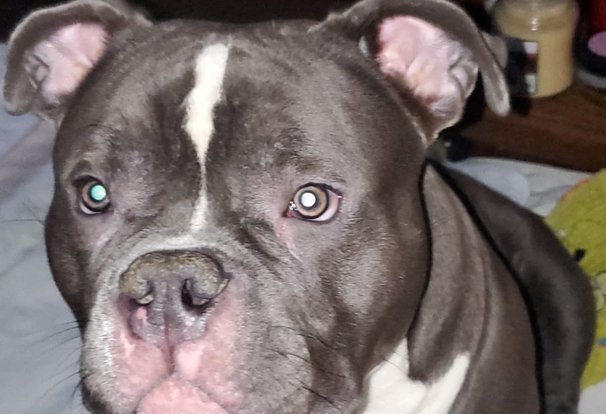 Handicap8MonthOldBuPuppy