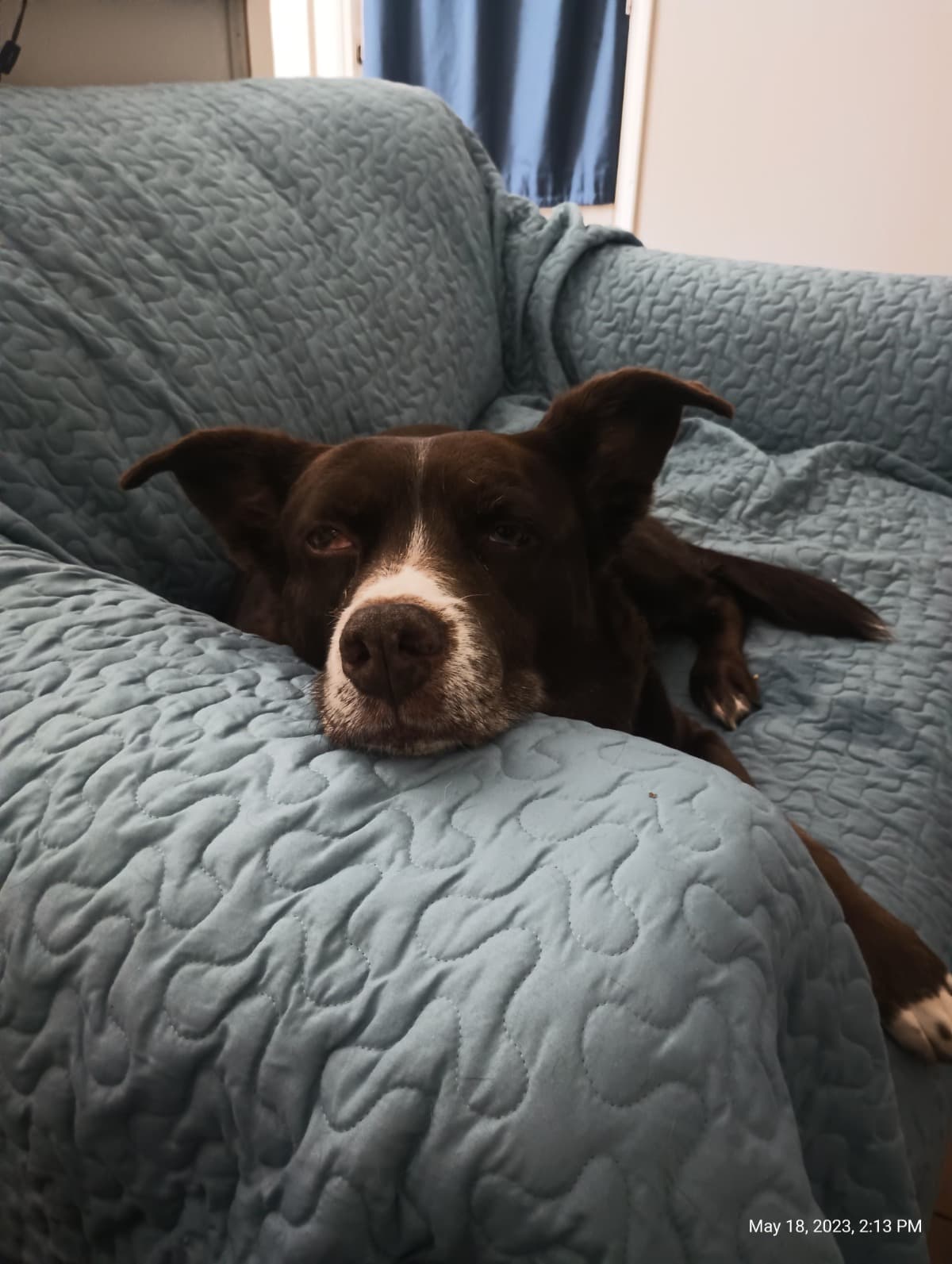 HelpWithVeterinaryBills