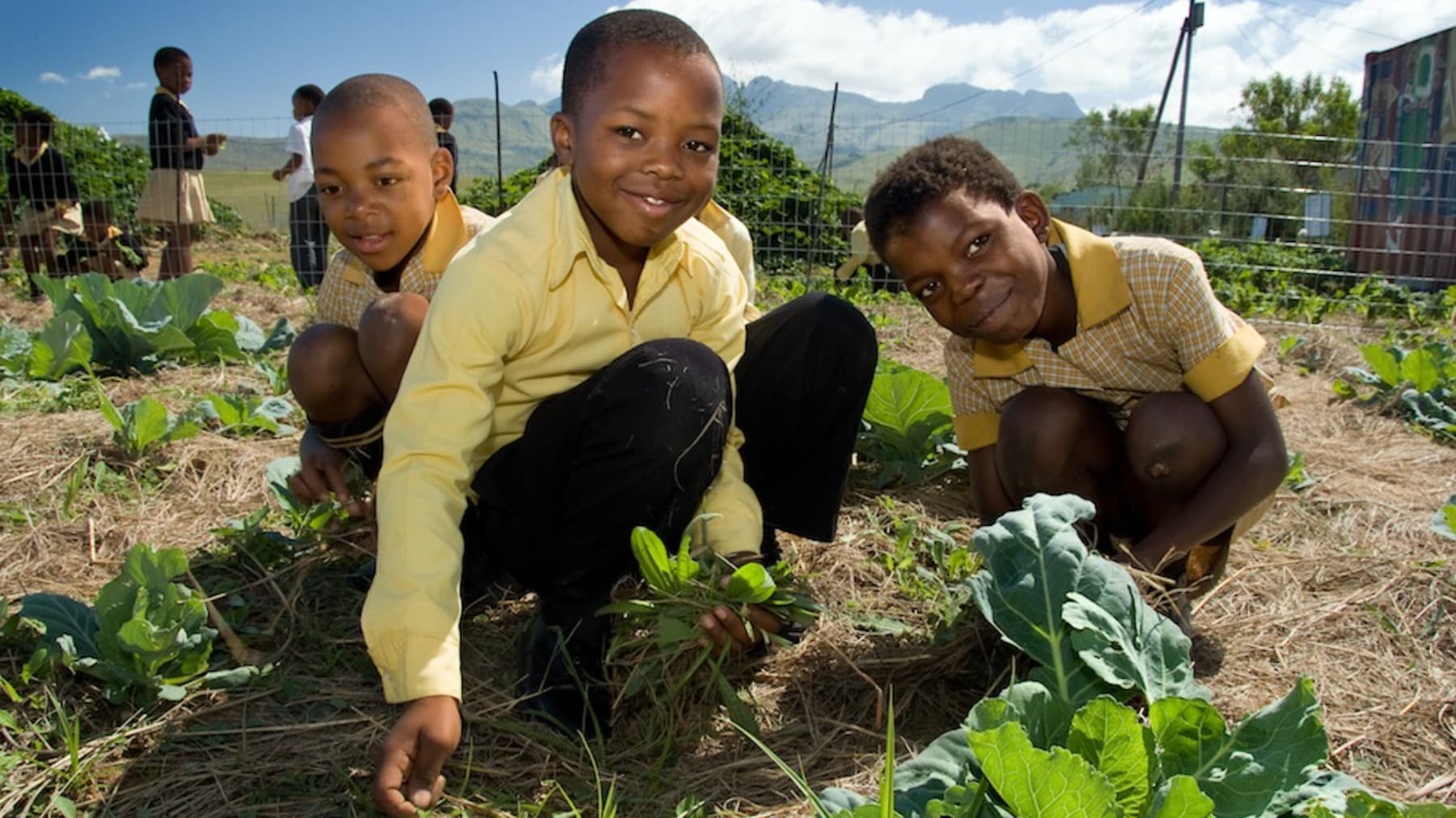 TheSowTooGrowProject