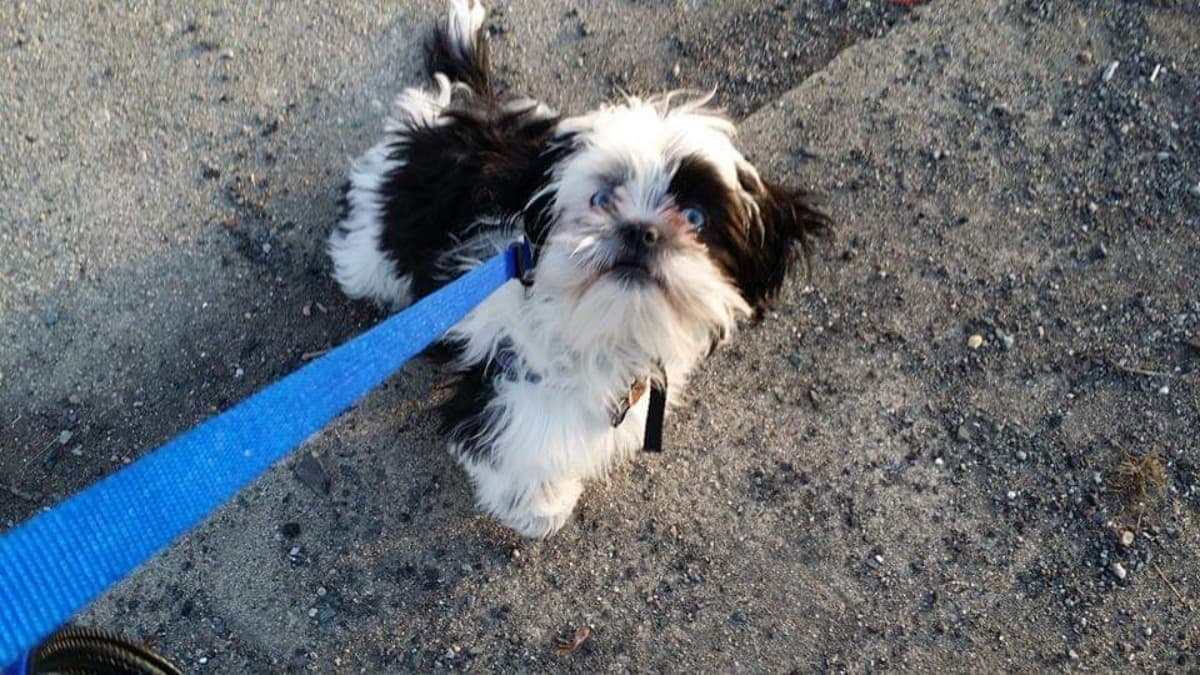 ParkerNeedsCervicalSpinalSur