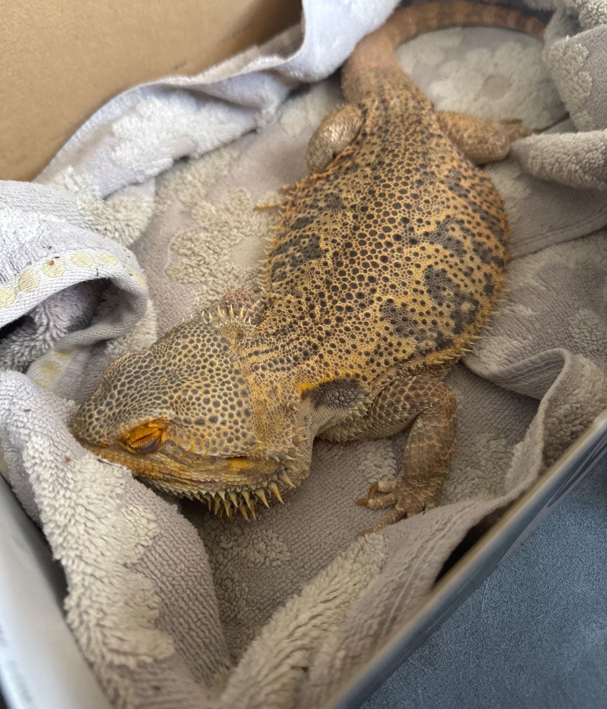 Help Mango live: Surgery Fund