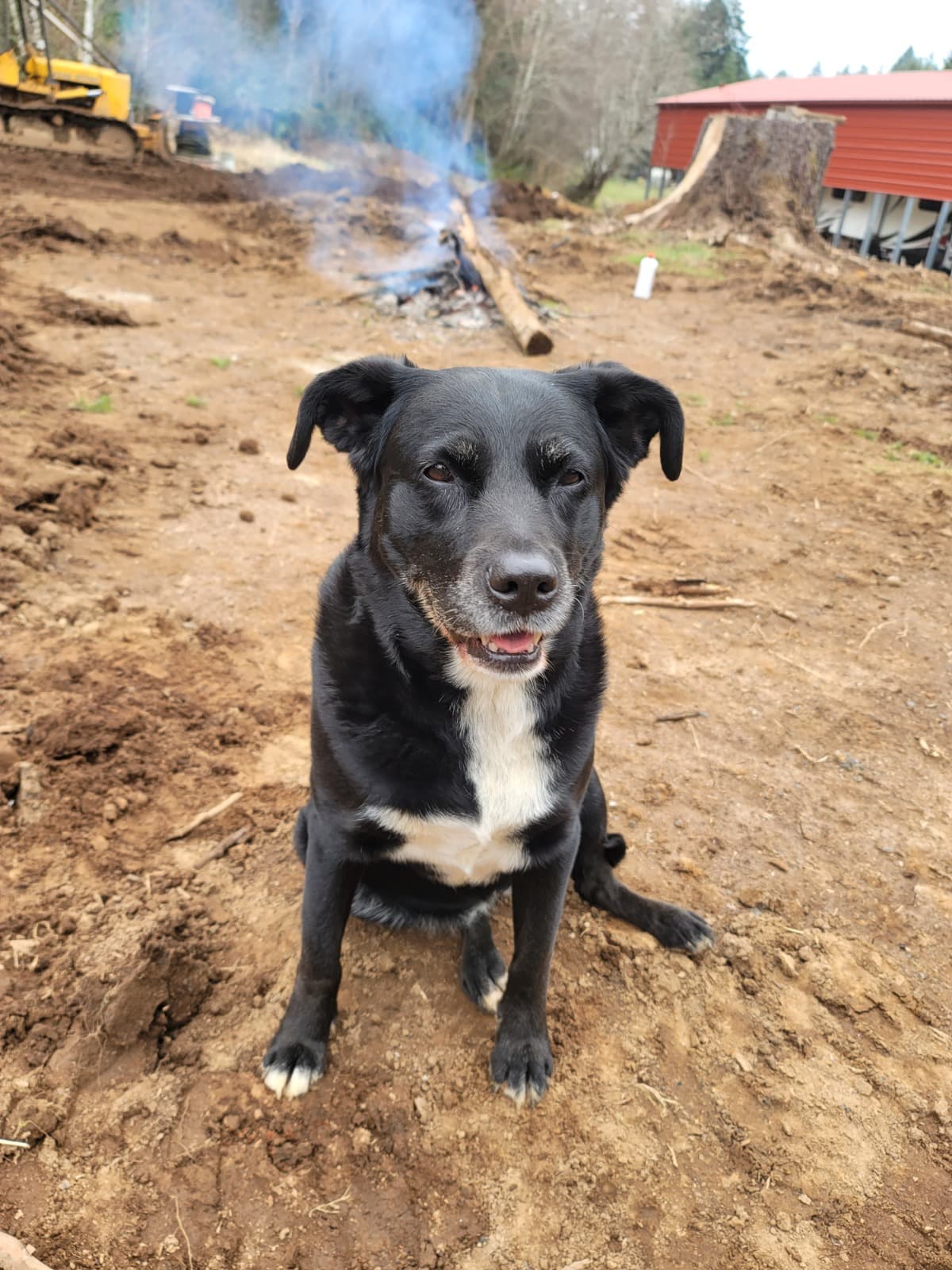 AssistanceForMyPuppy