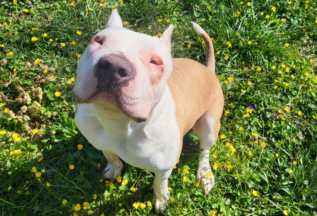 HelpAceGetEyeSurgery