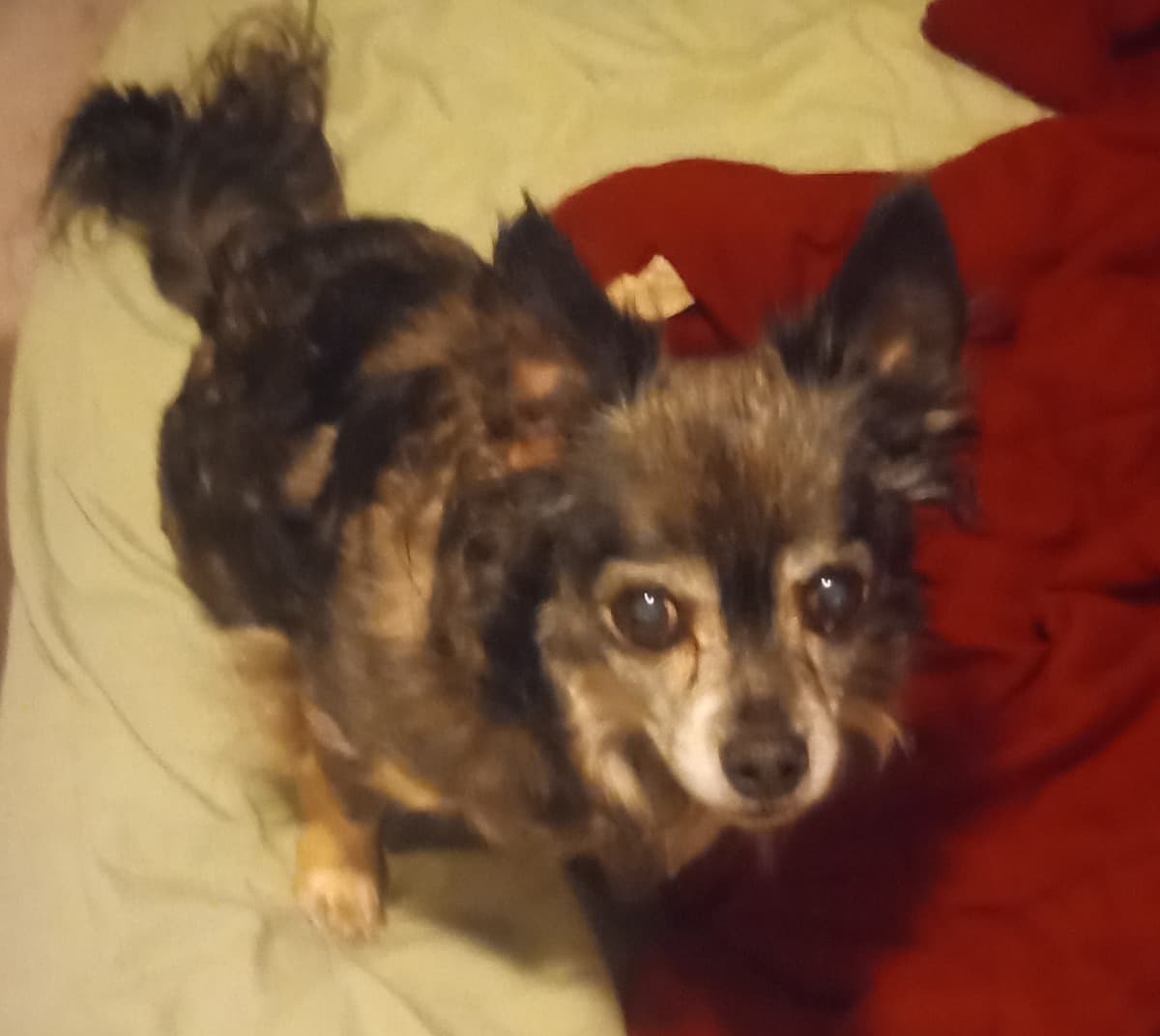 MyDogNeedsHelpWithVetBills