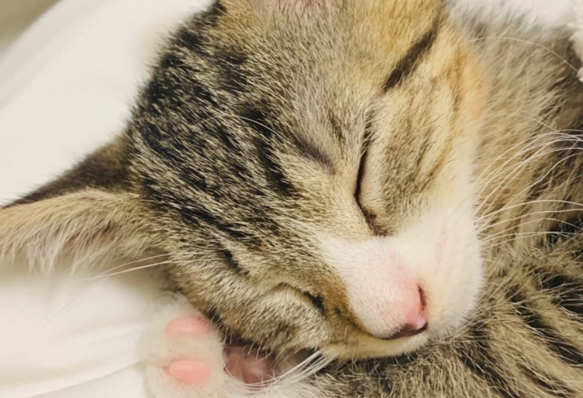 FundsforAnimalRescue