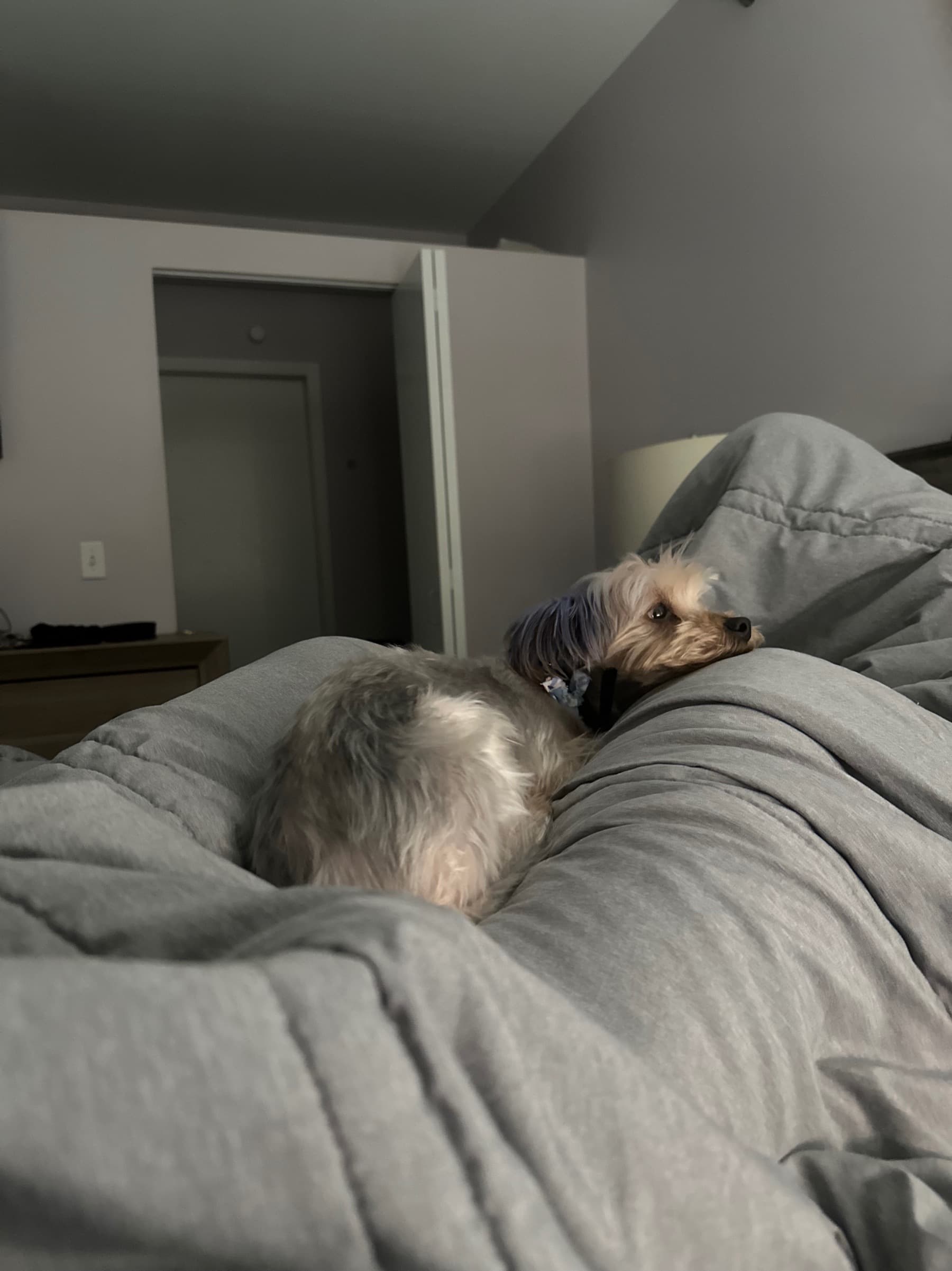 PeytonsNewFurryFriend