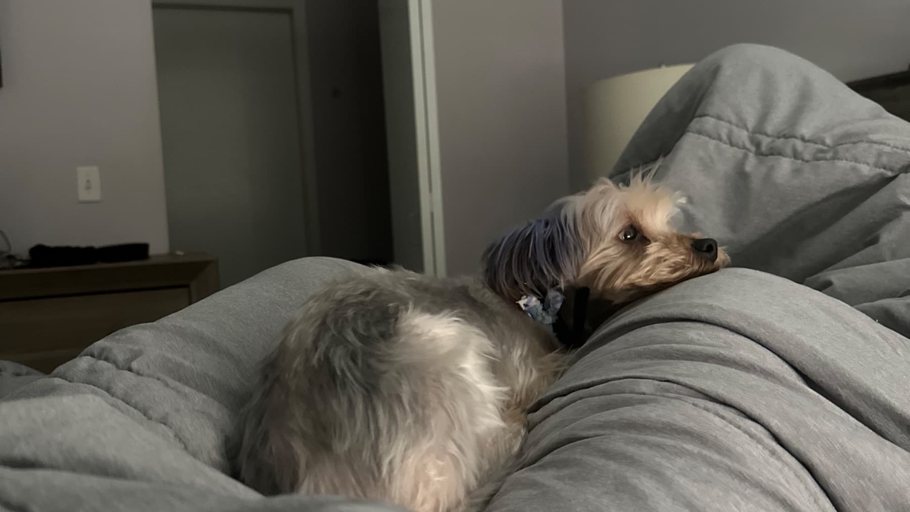 PeytonsNewFurryFriend