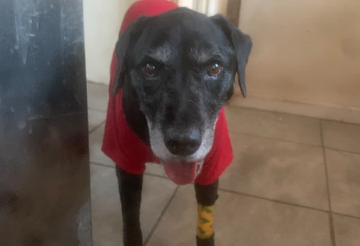 PleaseHelpWithDogOperation