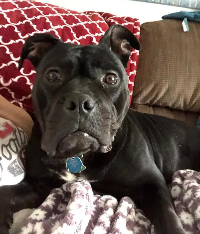 Help Ginny & Her Dogs