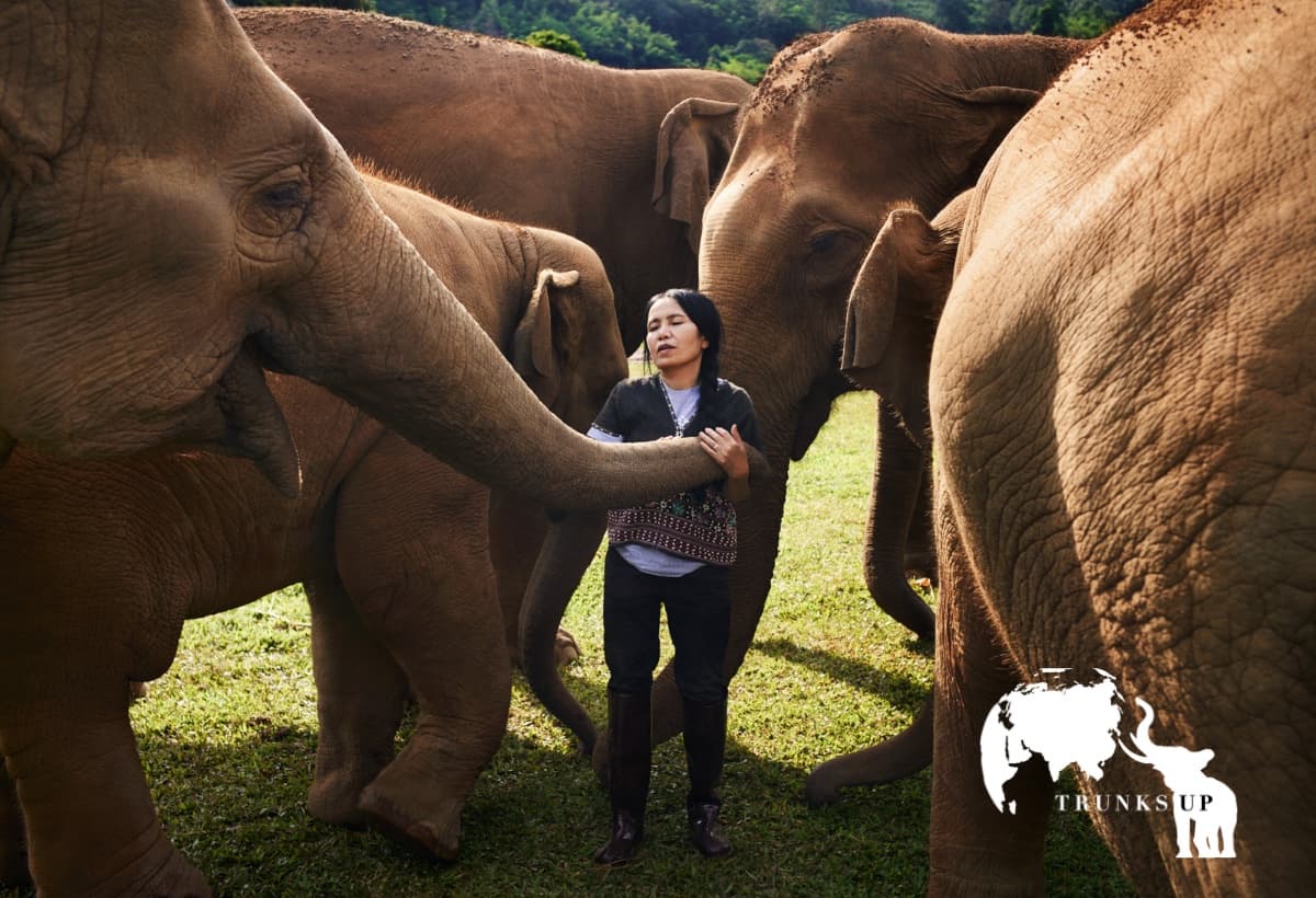 Trunks Up