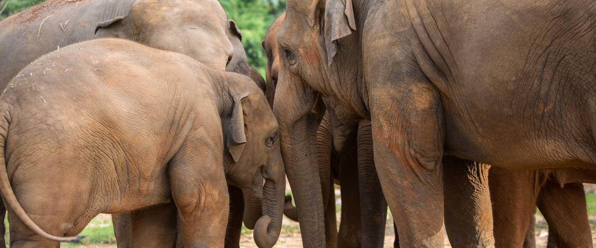 SaveElephantFoundation