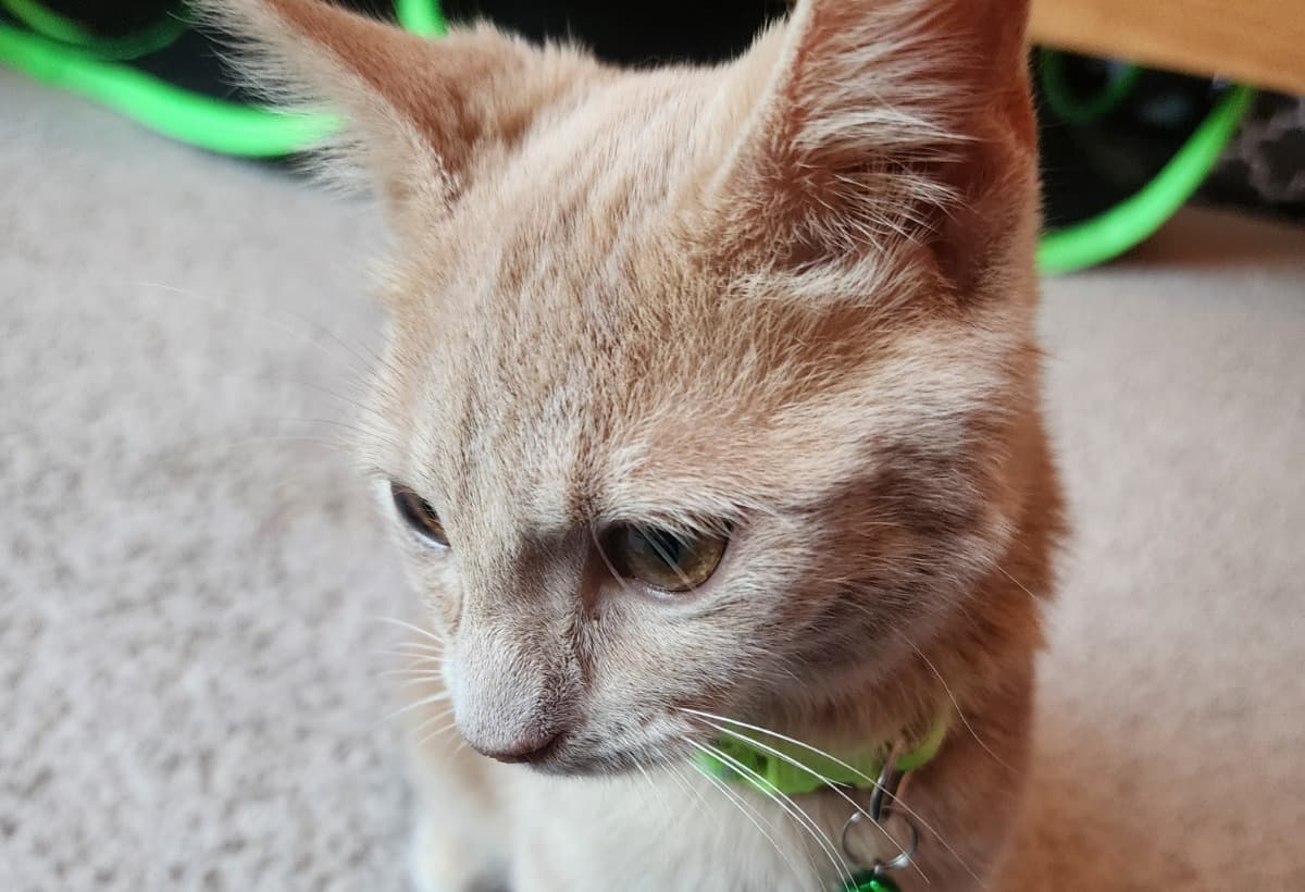 MedicalCareForKittens