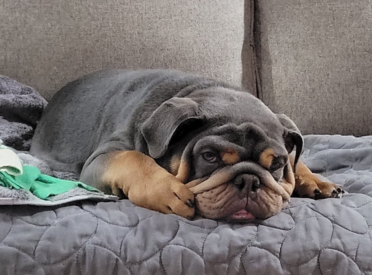 TurtleTheBulldogNeedsHelp