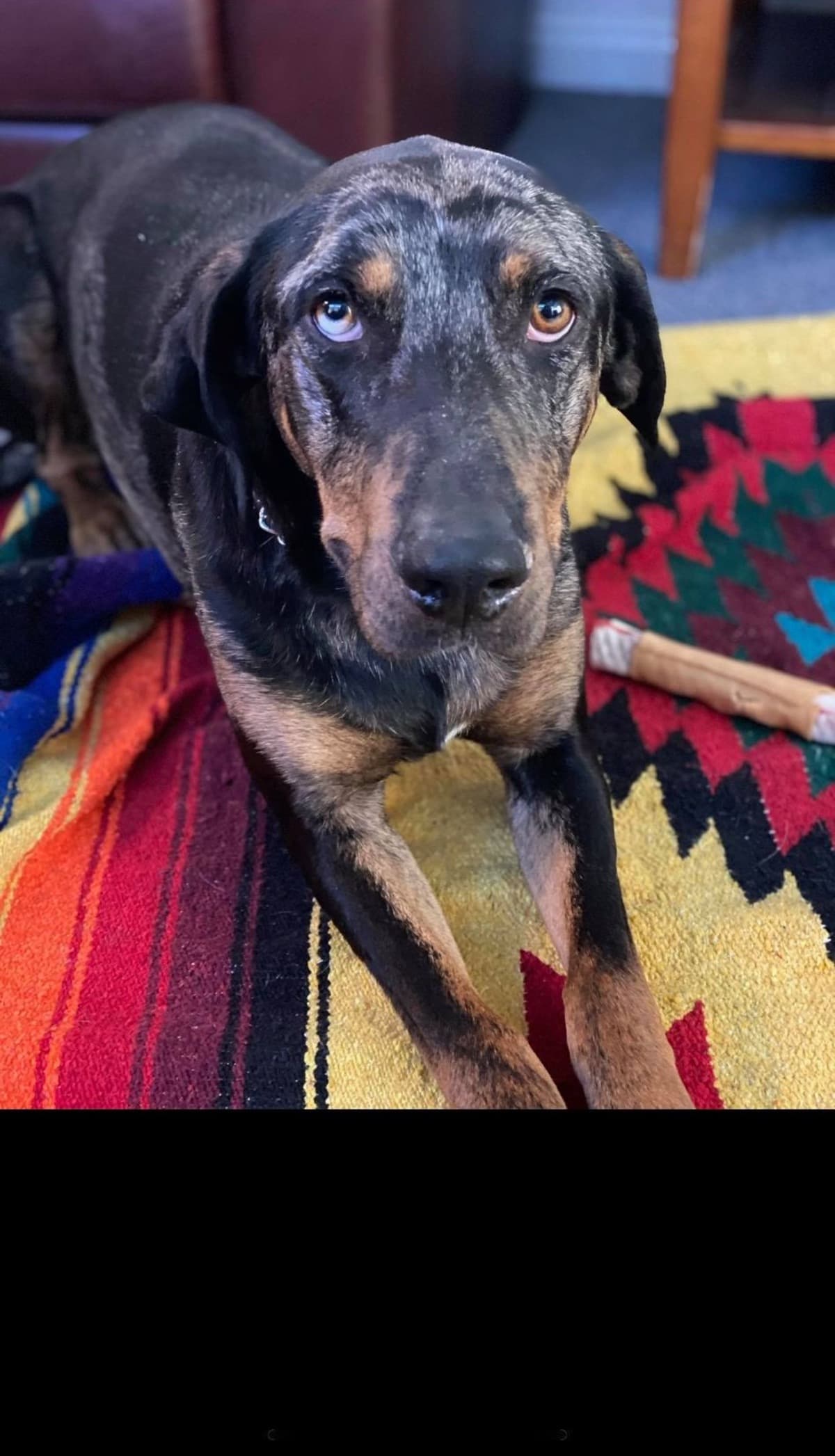 SSRDogsInNEED
