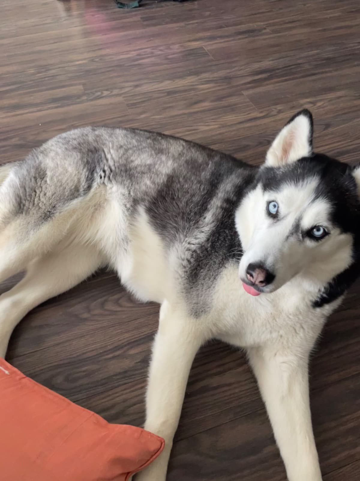 HelpOurLuna