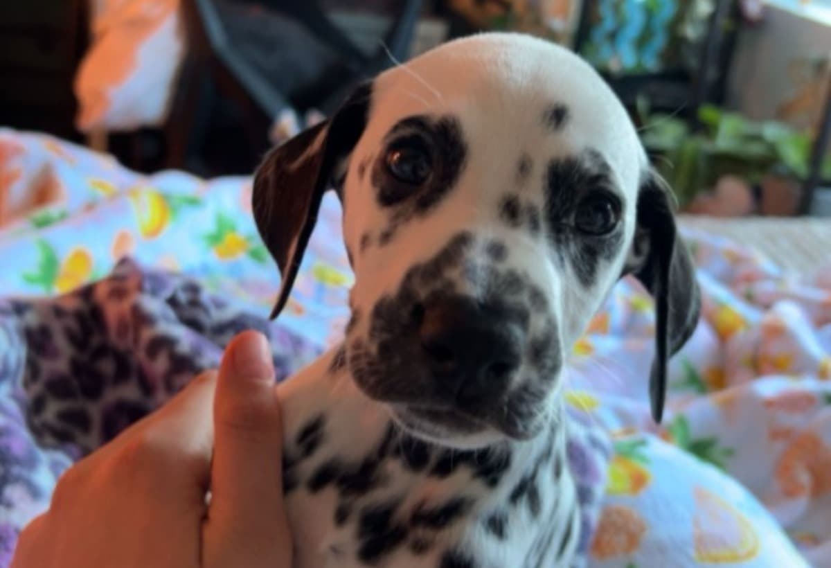 HelpMyPuppyThatHasParvo