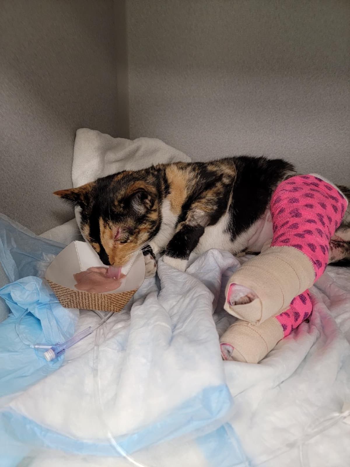 PleaseHelpCali