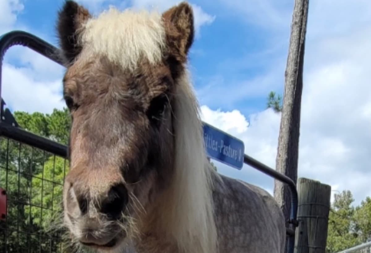 HorseRescueNeedsHelp